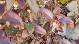 Christine LE GUYADEC - Christine LE GUYADEC