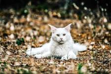 Manuel SUBASIC - CLAP IMAGES